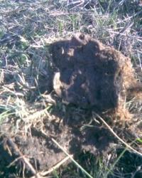 post-4732-0-09100900-1288455797_thumb.jp