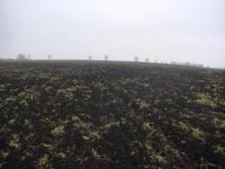 post-517-002219300 1288118305_thumb.jpg