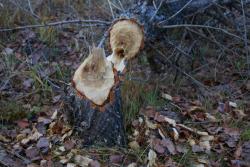 post-802-065592400 1287589616_thumb.jpg