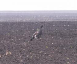 post-1697-0-44938100-1317564611_thumb.jp