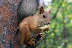 post-2202-0-83173200-1317823099_thumb.jp