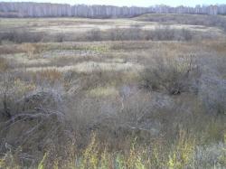 post-5029-0-64871700-1318000363_thumb.jp