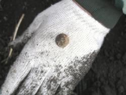 post-5029-0-71016600-1318000749_thumb.jp