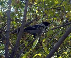 post-5575-0-47666700-1317834587_thumb.jp