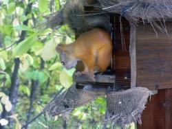 post-5575-0-53628700-1317817803_thumb.jp