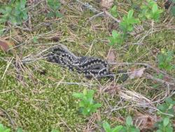 post-6368-0-94053300-1318911241_thumb.jp