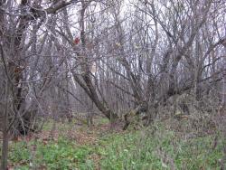 post-6726-0-65512300-1319897249_thumb.jp