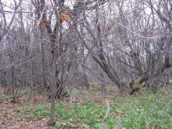 post-6726-0-80146000-1319897264_thumb.jp