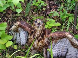 post-10449-0-05148600-1350286968_thumb.j