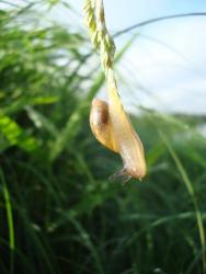 post-10449-0-78509900-1350287246_thumb.j