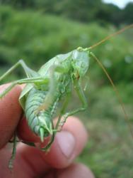 post-10449-0-81957900-1350287225_thumb.j