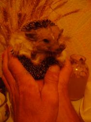 post-10591-0-01931700-1351369448_thumb.j