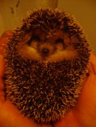 post-10591-0-05387300-1351369458_thumb.j