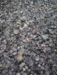 post-12491-0-79999300-1350240156_thumb.j