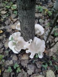 post-12491-0-90454700-1350240091_thumb.j