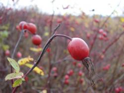 post-15435-0-06105800-1350290169_thumb.j