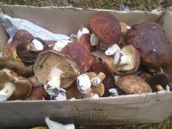 post-1580-0-23053500-1349969201_thumb.jp