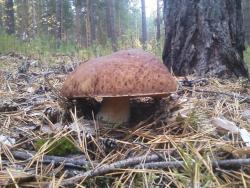 post-1580-0-43534400-1349969093_thumb.jp