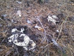 post-1580-0-58640000-1349969163_thumb.jp