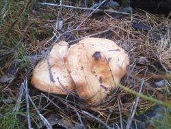 post-1580-0-61139900-1349969128_thumb.jp