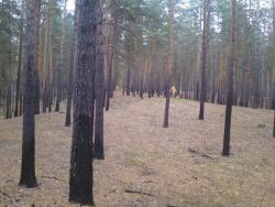 post-1580-0-75352000-1349969036_thumb.jp