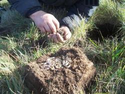 post-4269-0-59851300-1351259772_thumb.jp