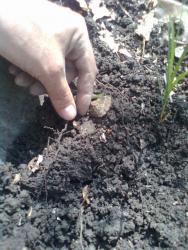 post-4489-0-03876700-1350904409_thumb.jp