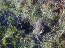 post-5328-0-18974500-1350927031_thumb.jp