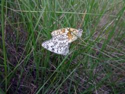 post-5575-0-04059600-1350399187_thumb.jp