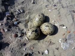 post-5575-0-13687900-1350399414_thumb.jp