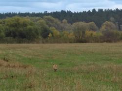 post-5575-0-36244200-1350398990_thumb.jp