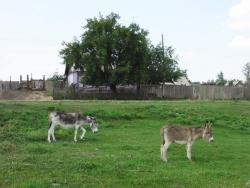 post-5575-0-44595700-1350399380_thumb.jp