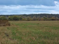 post-5575-0-56197600-1350398953_thumb.jp