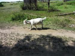 post-5575-0-73842300-1350399443_thumb.jp