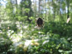 post-6245-0-79924400-1350291600_thumb.jp