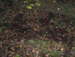 post-6368-0-20198400-1350234447_thumb.jp