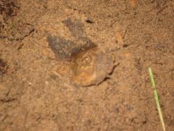 post-6368-0-21529800-1350334569_thumb.jp