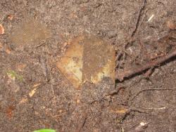 post-6368-0-76904600-1349550449_thumb.jp