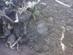 post-6685-0-63648400-1350574016_thumb.jp