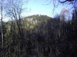 post-7090-0-87942400-1350444108_thumb.jp