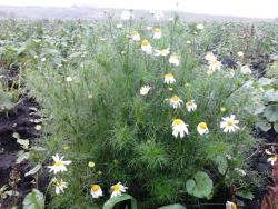 post-7566-0-01566900-1349544734_thumb.jp