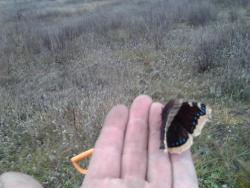 post-7566-0-04291800-1350201000_thumb.jp