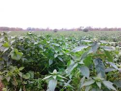 post-7566-0-56669700-1349544240_thumb.jp