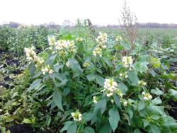 post-7566-0-78030900-1349544716_thumb.jp