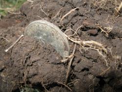 post-8666-0-19843600-1351667663_thumb.jp