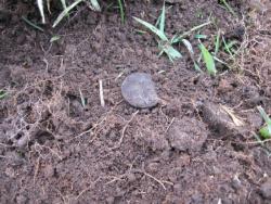 post-8666-0-62518400-1350300714_thumb.jp