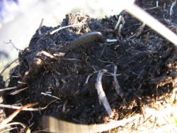 post-8666-0-67536900-1351610420_thumb.jp