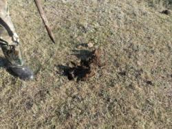 post-8666-0-79377300-1351610144_thumb.jp