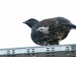 post-8942-0-33829400-1350444845_thumb.jp