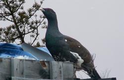 post-8942-0-57425900-1350444791_thumb.jp